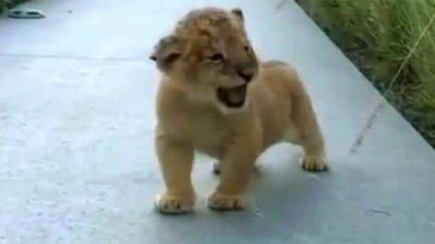 Ce lionceau qui essaie de rugir est à craquer bébé lion rugit, mignon