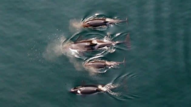 Pour la première fois, un drone filme des orques Drone, Film, Orques
