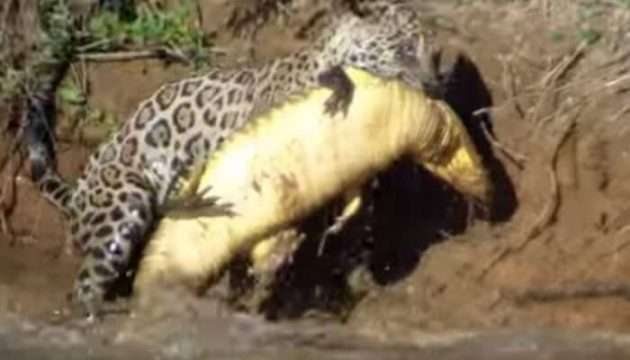 Un jaguar attaque un caïman sous l’eau et l’emporte dans la jungle Jaguar, Caïman, Pantanal, Brésil