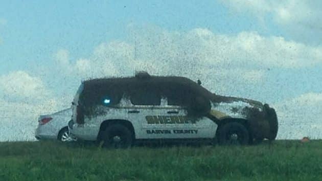 Un policier bloqué dans sa voiture à cause d’abeilles policier, abeilles, voiture
