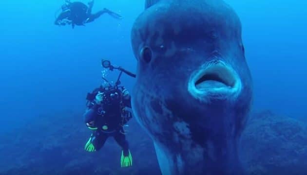 Des plongeurs rencontrent un énorme et rare poisson lune video énorme poisson lune, môle