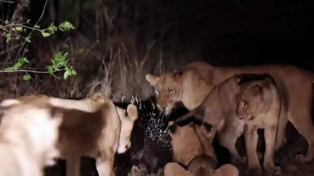 Un porc-épic fait face à 17 lions porc-épic, lions