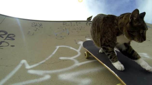 Didga, le chat le mieux dressé au monde Didga, chat mieux dressé au monde