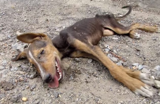 Un chien mourant remue la queue en voyant ses sauveteurs Chien mourant, Queue, Inde