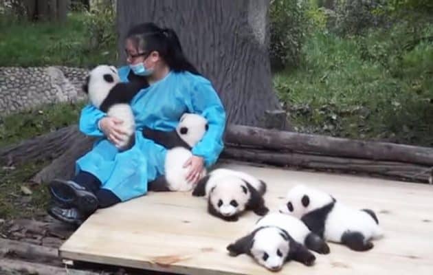 Cette femme est payée 2000€ par mois pour câliner des bébés pandas Femme, Câlins, Bébés pandas