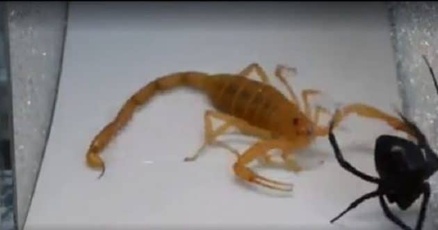 Un combat terrifiant entre une araignée et un scorpion Combat entre une araignée et un scorpion