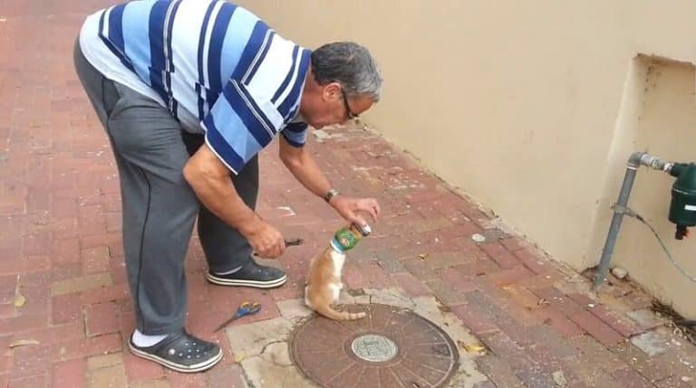Un homme libère un chat qui a la tête coincée dans une bouteille Chat à la tête coincée dans une bouteille