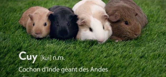 Des cochons d’Inde pour prévenir du cancer des testicules cuy, cochon, inde