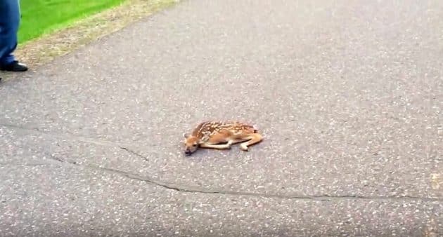 Un homme sauve un faon tétanisé au milieu d’une route faon, route