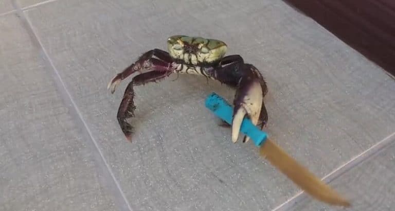 Un crabe menace un homme avec un couteau ! Crabe vs Homme, Couteau