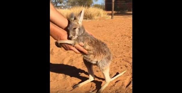 Indi, le bébé kangourou orphelin qui réclame de l’affection Kangourou orphelin demande un calin