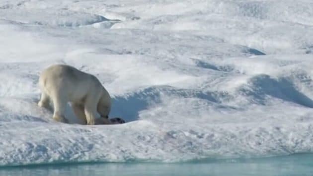 Affamé, un ours polaire dévore un ourson Ours, devore, ourson