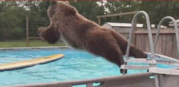 Un ours s’amuse dans une piscine comme un enfant Ours, Plonger, Piscine