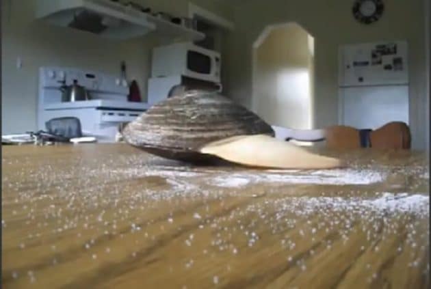 Une palourde lèche du sel… avec son pied Palourde, sel