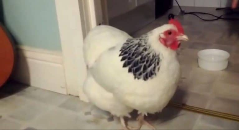 Avez-vous déjà vu une poule éternuer ? Poule, éternue