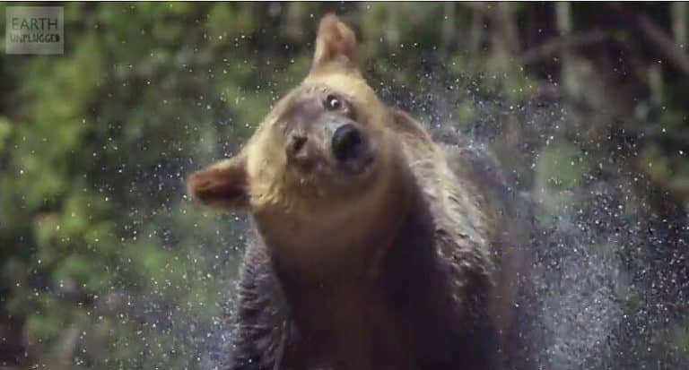 Ces animaux capturés en slow-motion sont drôles et étonnants ! Slow Motion, Animaux, Ours