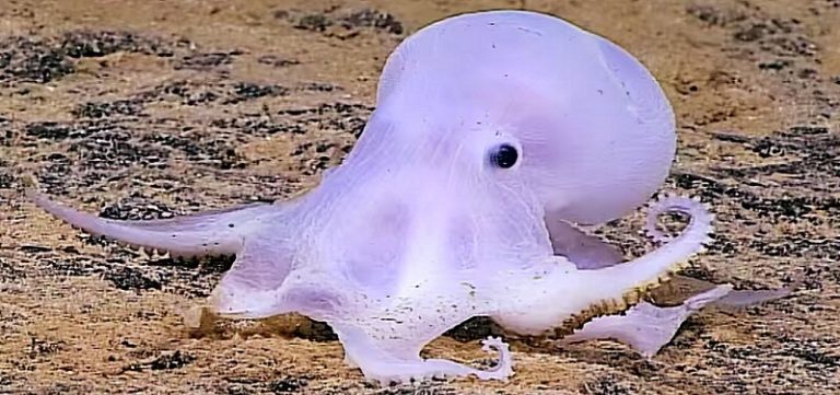 Casper, la pieuvre « fantôme » découverte à Hawaï Casper, Pieuvre fantôme