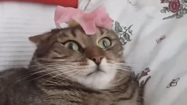Un chat est apeuré par une fleur Chat, fleur
