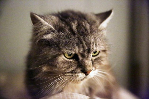 Vicieux, ce chat s’amuse à casser des objets Chat, mechant
