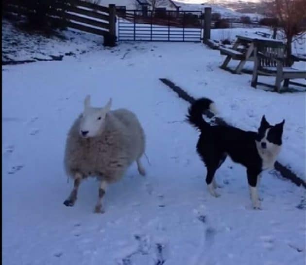 Pet, le mouton qui se prend pour un chien Chien, mouton, insolite