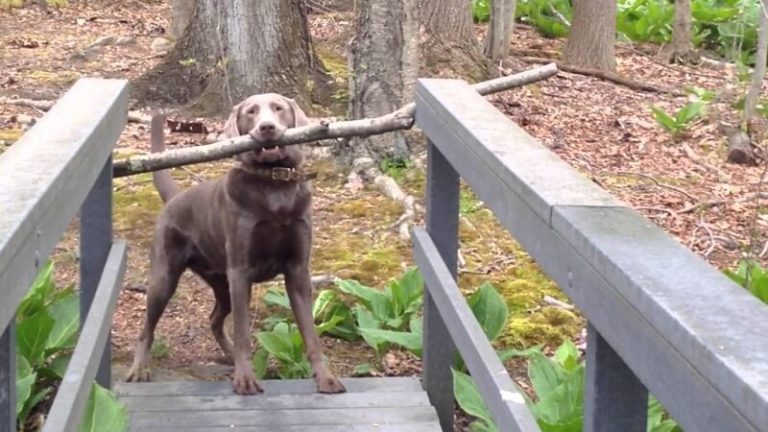 Un chien réfléchit à comment traverser un pont avec un bâton Un chien veut traverser un pont avec un baton