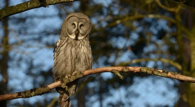 Une jeune chouette apprend à voler Chouette, lapone
