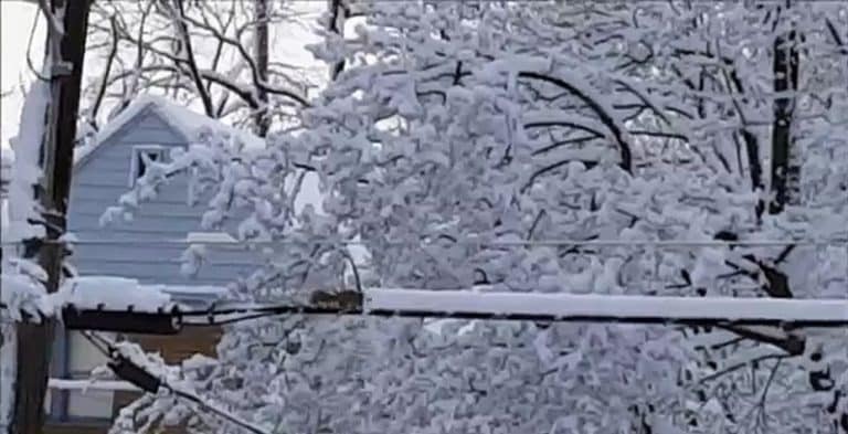 Un écureuil déneige un fil électrique pour avancer Ecureuil déneige fil électrique