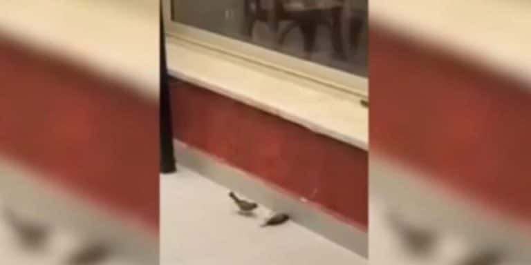 Un oiseau exécute un massage cardiaque sur son ami Massage cardiaque, Oiseaux