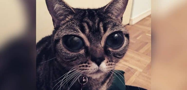 Matilda, le chat alien qui possède des yeux énormes Matilda, Alien Cat, Yeux
