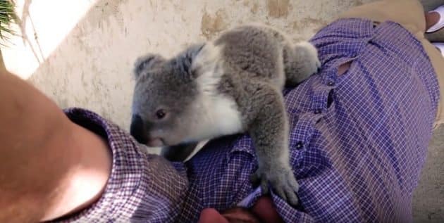 Imogen, le bébé koala qui adore les câlins bebe, koala, calin, cameraman-reportage, mignon, insolite