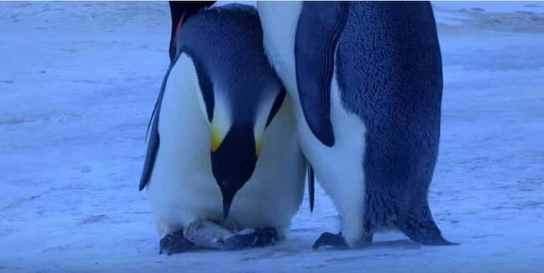 Manchots, Mort, Bébé