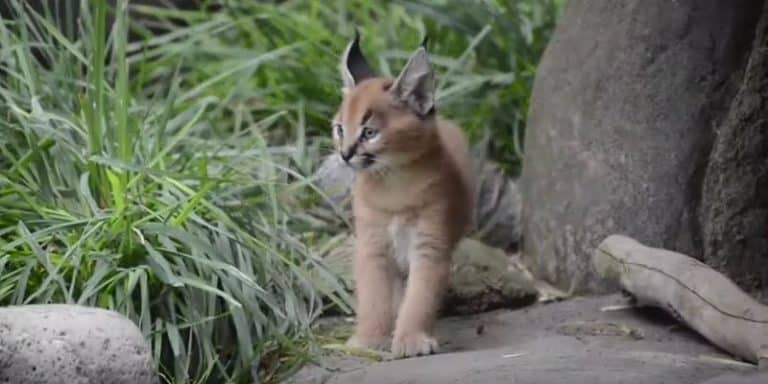 Deux bébés caracals découvrent la nature dans un zoo Bébé caracal, Zoo de l'Oregon