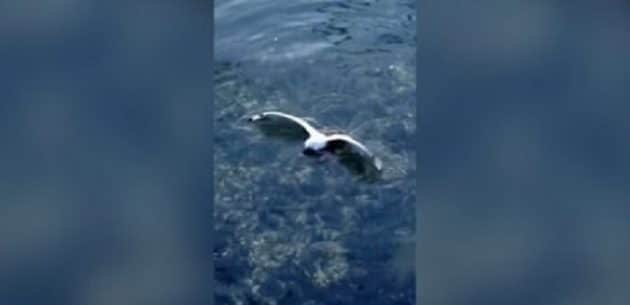 Une mouette sur l’eau se fait attaquer par une pieuvre Pieuvre, Attaque, Mouette