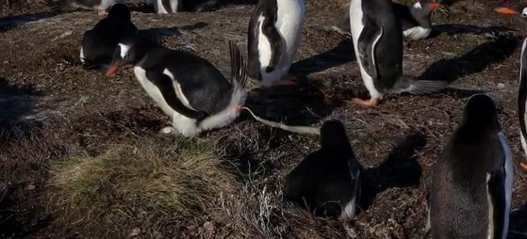 Comment les manchots font la grosse commission ? Pingouins, Faire ses besoins