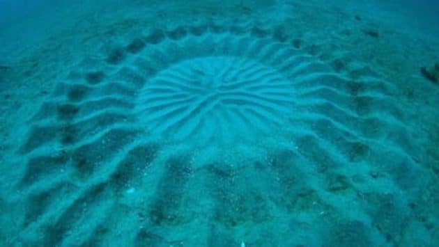 Le mystère des « crop circles » sous-marins expliqué ! Poisson-globe et ses crop-circles sous-marins