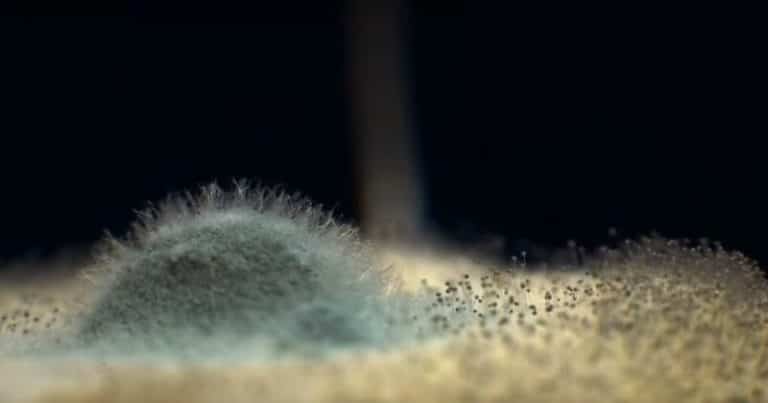 Le générique moisi de Game of Thrones Génerique de Game of Thrones avec des moisissures