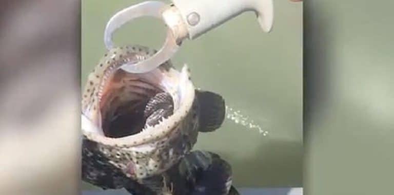 Un pêcheur découvre un animal dans la bouche de cette morue Poisson, Morue, Bouche, Serpent