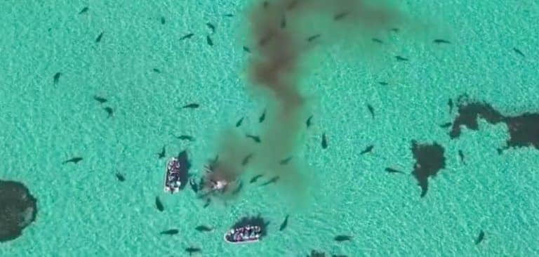 Des requins dévorent une carcasse de baleine devant des touristes Requins, Baleine, Touristes