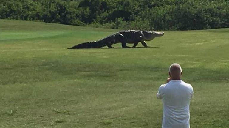 Un alligator géant effraie des golfeurs en Floride Alligator géant dans un golf de Floride
