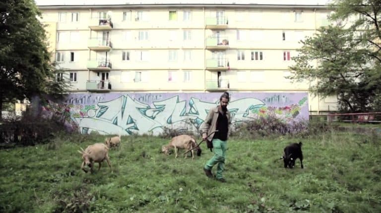 Seine-Saint-Denis style: il est berger dans le 93 Petit Pois, Berger, cité 93