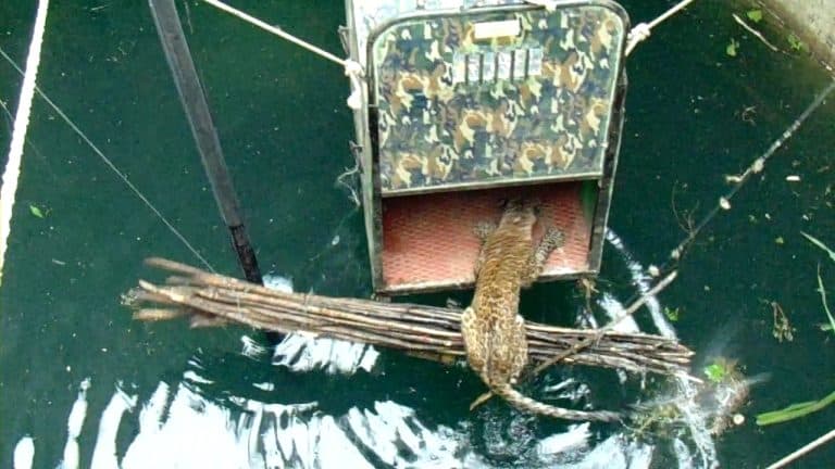 Pris au piège dans un puits, un léopard est sauvé des eaux par des villageois Léopard sauvé d'un puits en Inde