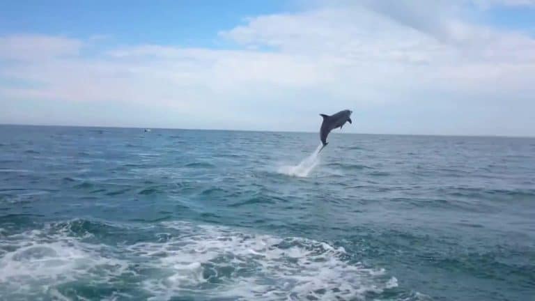 Admirez ce magnifique ballet de dauphins à Sables-d’Olonne en Vendée