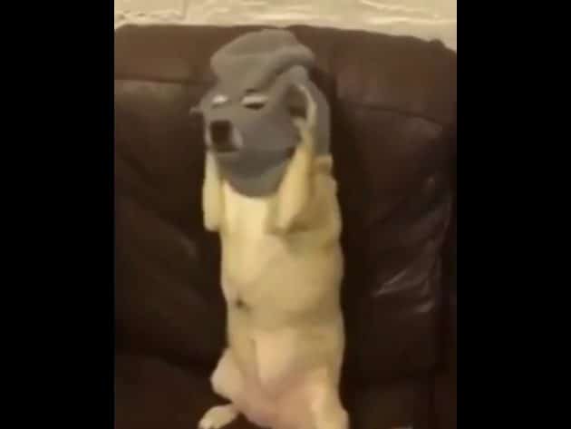 La vidéo d’un chien indépendantiste fait le tour du web