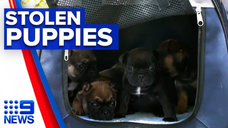 Un bouledogue volée et huit chiots retrouvés à 362 km de chez eux