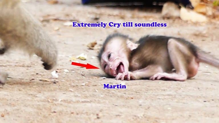 L’histoire de ce bébé signe orphelin sort tout droit d’un film de Disney
